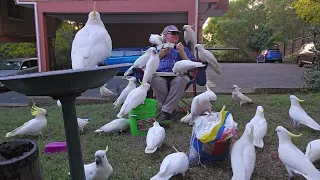 A sea of beautiful birbs. 100% wild cockatoos