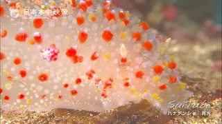 【発光生物】光るウミウシ ハナデンシャ "Kalinga ornata" a very rare luminescent sea slug. suitube7!