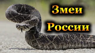 Ядовитые змеи России. Как спастись от укусов гадюк!