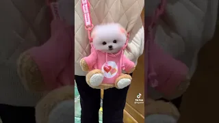 Omgggg it's su cuteeeee 😍😍😍😍 (TikTok videos)