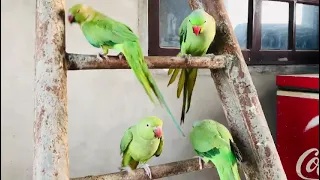 Super cute and nice talking parrots ||