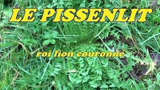 LE PISSENLIT, roi lion couronné 1