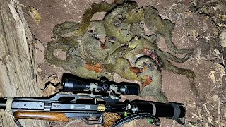 Hunting squirrel eat mulberry￼ #hunting #squirrel #airgun