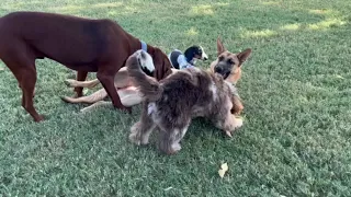 Chance, Rascal, and Monte play date