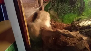 Питон и кролик в одном аквариуме