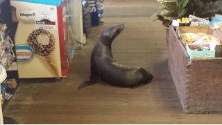 Friendly Sea Lion Wanders Into Gift Shop
