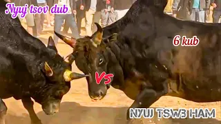 Nyuj tsov dub (ເສືອດຳ) 🆚 Nyuj tswb ham