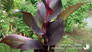 Le canna, plante exotique au feuillage spectaculaire - Truffaut