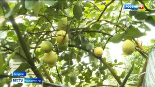 В крае приступили к сбору урожая лимонов, ананасов и маракуйи