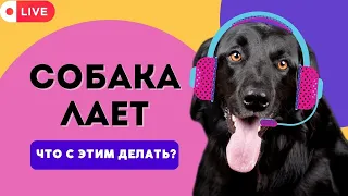 Собака лает ? 𓃪 Как отучить собаку гавкать без причины ?