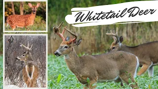 Whitetail Deer Videos: Amazing Up Close Footage