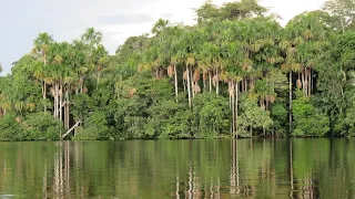 Индонезия - морская Амазонка / Indonesia - Marine Amazon | 4K |