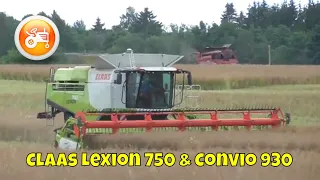 Harvest 2020 | Claas Lexion 750 & Convio 930 header