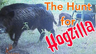 “The Hunt for Hogzilla Begins” Pictures from Game Camera