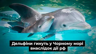 Дельфiни гинуть у Чорному морi внаслідок дiї рф.