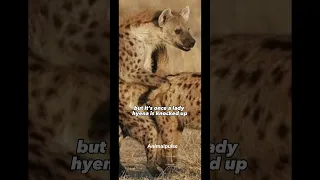 Birth is Ridiculously Dangerous For All Hyenas