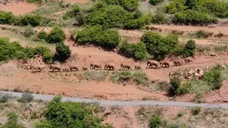 China's herd of wandering elephants gets back home after 17-month journey