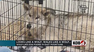 Wolf-like dog captured in the East Mountains