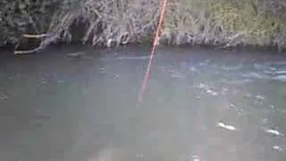Pesca Pejerrey Chileno