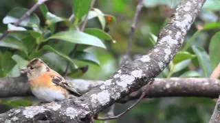 Pinson du Nord ，Brambling，Montofringo, 花雀