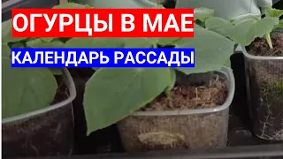 КАЛЕНДАРЬ РАССАДЫ ОГУРЦОВ В МАЕ - ТРИ ПОТОКА РАССАДЫ.ТОНКОСТИ ПОСЕВА ОГУРЦОВ И ДРУГИХ БАХЧЕВЫХ