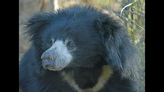 Living with Sloth Bears (Hindi) A Film by Wildlife SOS