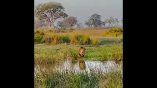 Male lion crossing the crocodile infested river - Okavango Delta,