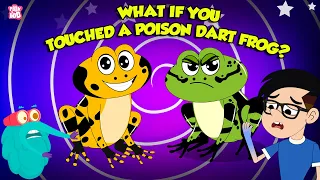 Deadliest Frog | What Happens if you Touch a Poisonous Dart Frog? | How to Survive | Dr. Binocs Show