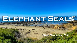 ELEPHANT SEALS AT SAN SIMEON STATE BEACH, CA -