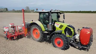 Claas Arion 550 + Maschio Gaspardo 8 file | Semina mais