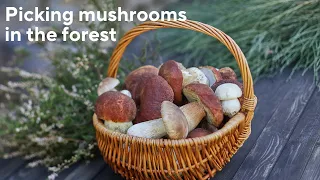 10 Things You Need To Know About Mushroom Foraging