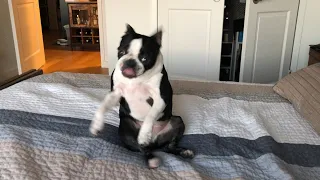 FUNNY BOSTON TERRIER COMPILATION 2021