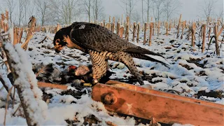 Falconry crow hunting, snow edition 2023. ( Krähenbeize 2023 ) 4K