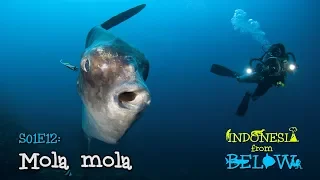 Mola mola: Legend of the Deep [4K] | Indonesia from Below (S01E12) | SZtv