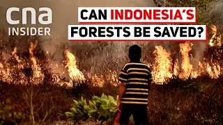 Deforestation In Indonesia - A Waiting World Catastrophe?