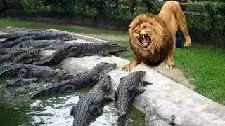 LİON vs CROCODİLE ►► Real Fight   Tiger Wild Boar Leopard Cobra Snake Mongoose Giant Anaconda