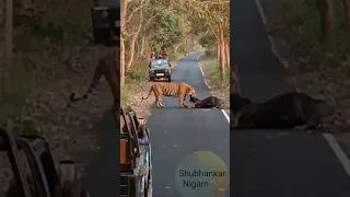 PILIBHIT TIGER KILLS A BULL LIVE ON CAMERA VIRAL VIDEO