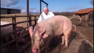 Des cochons gros comme des vaches