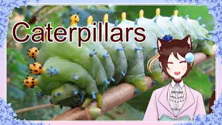 [ENVtuber] I just want to look at caterpillars and have a nice time!