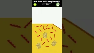 viral replication in cell