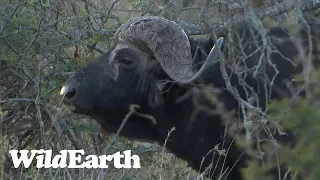 WildEarth - Sunset Safari - 03 August 2023