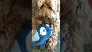 Cool dog gets eaten alive and dies