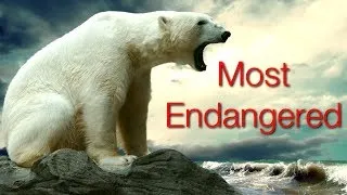 10 Critically Endangered Animals