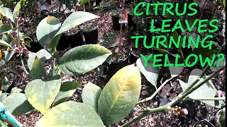 3 Reasons WHY The Leaves On Your Citrus Are YELLOW