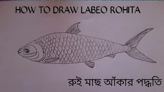 রুই মাছ আঁকার পদ্ধতি / How to draw a Fish / how to draw labeo rohita for biology exam