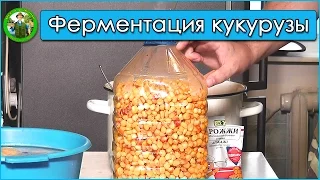 Ферментированная кукуруза для карпа