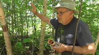 Harvesting Birch Bark Hosted by John Zasada