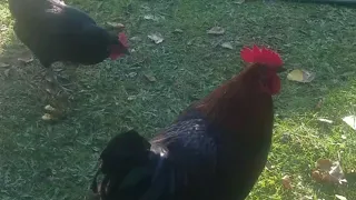 my beautiful rooster and hen morning time in my village ||Animals Earth |