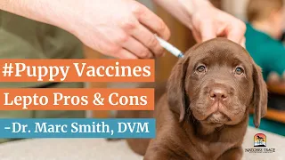 #Puppy Vaccines: Lepto Pros & Cons - Dr. Marc Smith, DVM