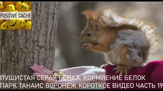 Пушистая серая белка. Кормление белок Парк Танаис Воронеж короткое видео часть 19